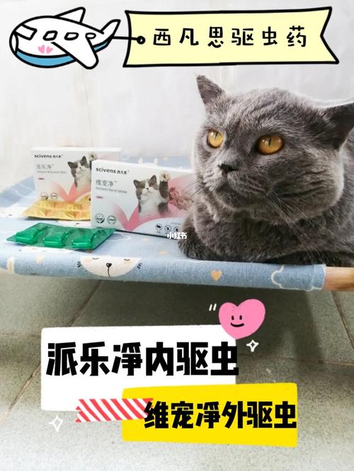 猫咪体内驱虫要注意什么