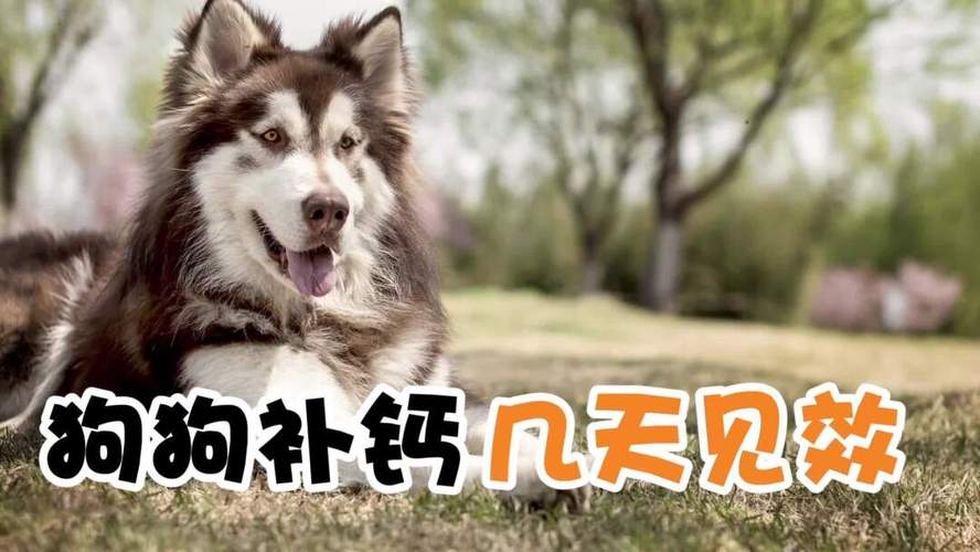 怎么看狗狗需要补钙