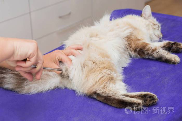 猫咪的阉割手术怎么做