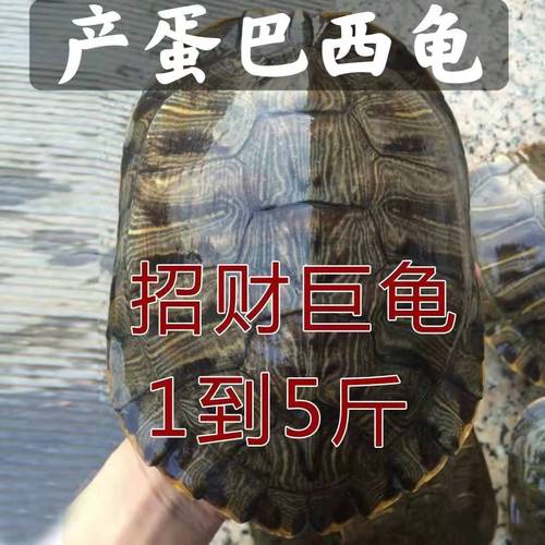 什么大乌龟适合当宠物