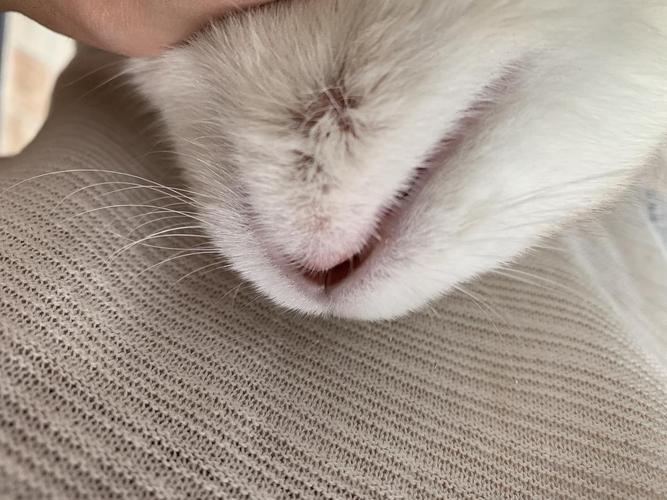 猫咪黑下巴什么原因