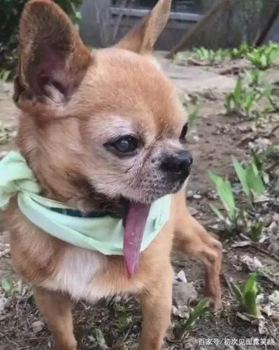 狗狗死了为什么咬舌头