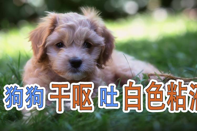 狗狗有干呕怎么回事啊