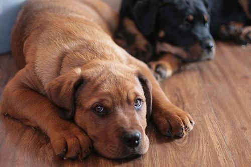 三个月不到的幼犬吃什么
