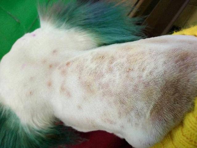 狗狗严重过敏怎么办