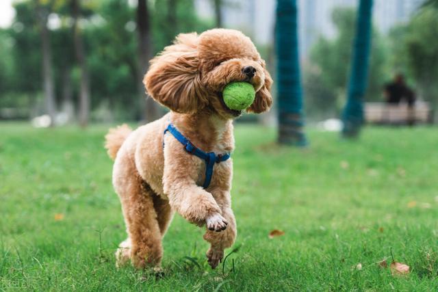 泰迪幼犬什么情况需要补钙