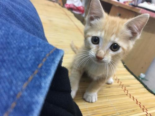 两个月的小猫吃点什么
