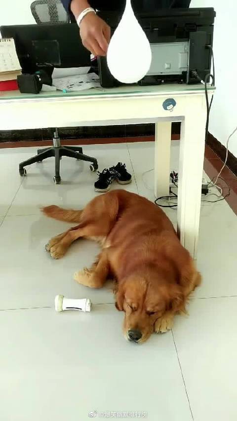 狗狗吓着了用什么药