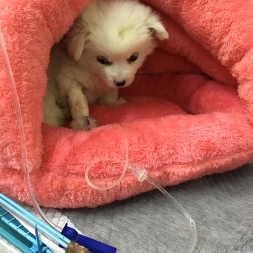 为什么幼犬会患细小