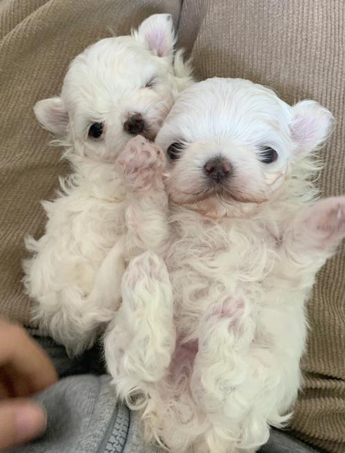 马尔济斯幼犬怎么选