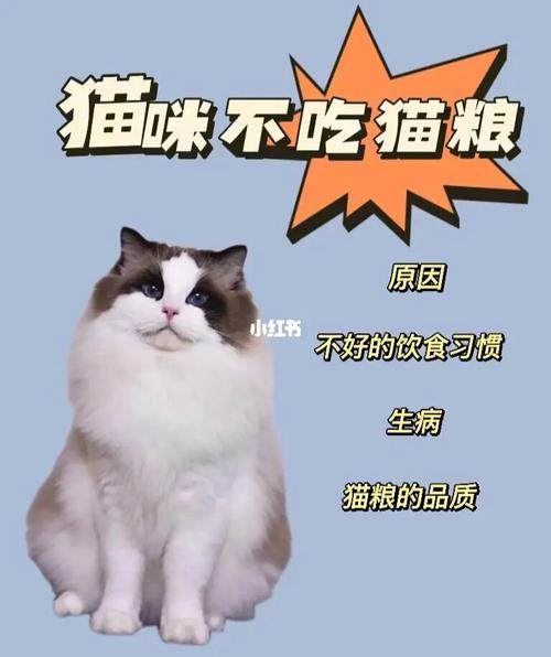 猫咪不吃猫粮什么原因