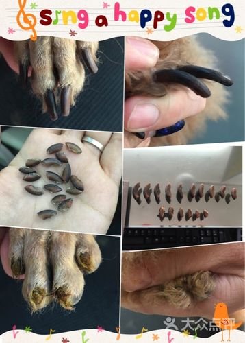 狗狗做断甲什么价格