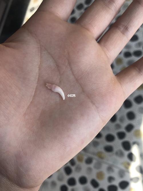 狗狗牙要掉了怎么办
