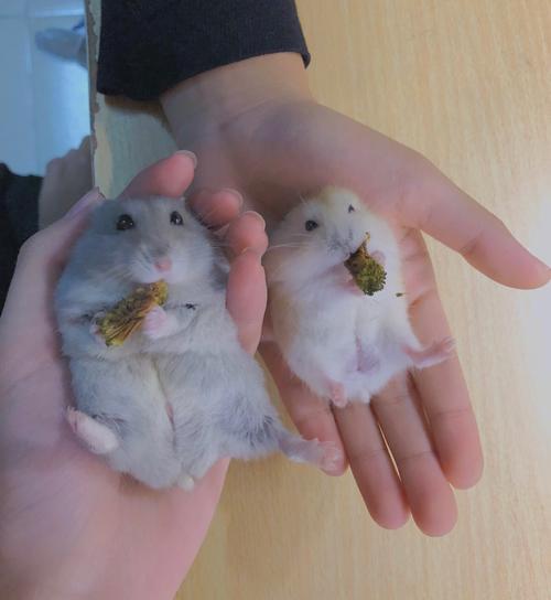 猫咪和仓鼠怎么处理