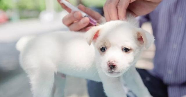两个月幼犬窝咳怎么办