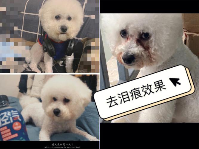 比熊去泪痕用什么好