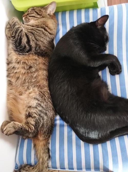 猫咪拉稀黑色吃什么药