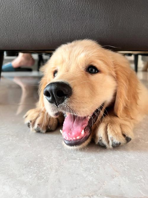 3个月金毛幼犬怎么养