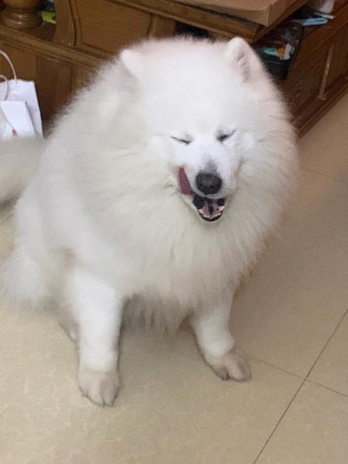 萨摩幼犬长胖吃什么