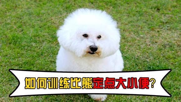 比熊公怎么教它定点大小便