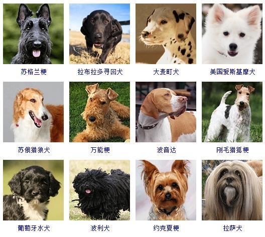 狗狗叫什么好听的名字