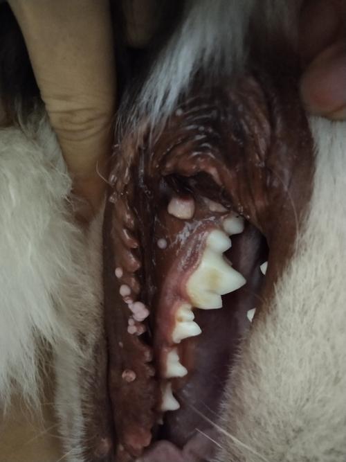 狗狗嘴里的肉瘤怎么消