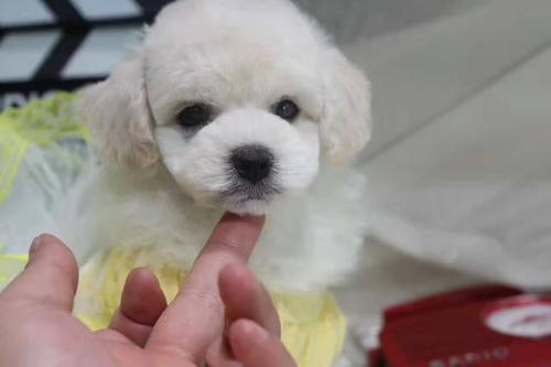 比熊打什么疫苗比较好