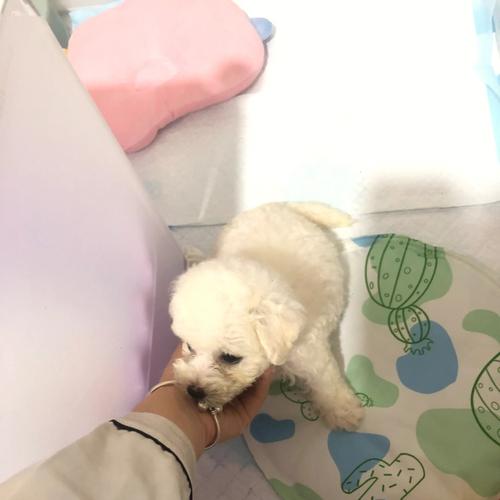 比熊弓背是怎么回事