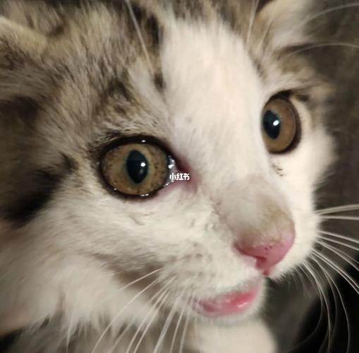 猫咪眼睛不亮什么原因
