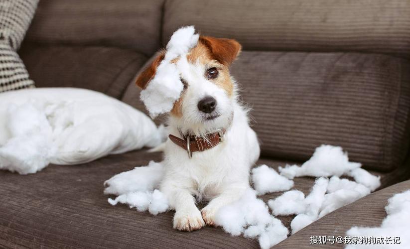 如何正确照顾宠物