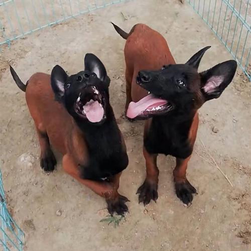 怎么辨别小狗是不马犬