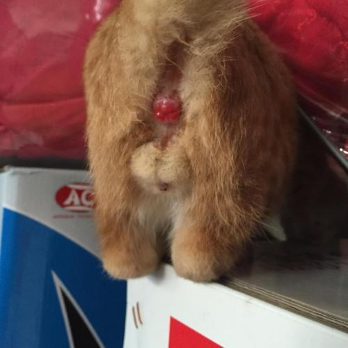 狗狗直肠脱垂怎么办