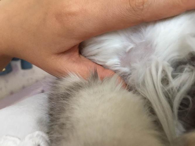 猫咪脱毛可补充什么维生素