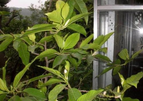 如何避免植物危害