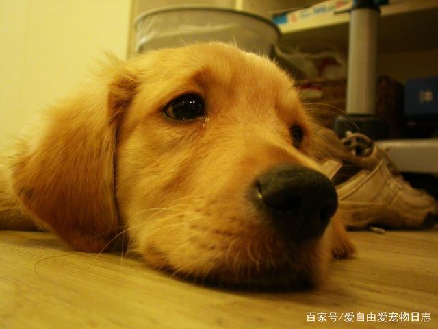 狗狗难过是什么样子的