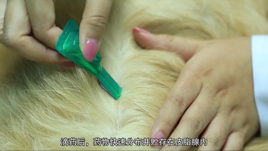 狗狗舔体外驱虫怎么做