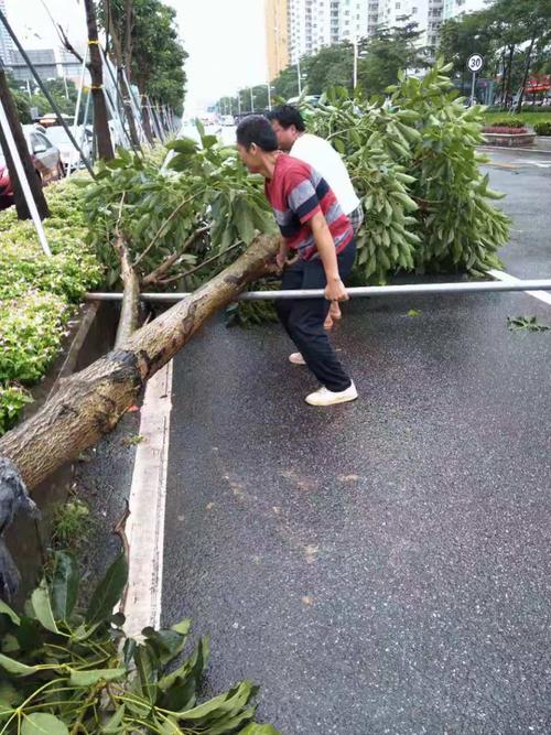 如何避免树木倒伏