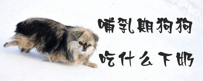 没生小狗吃什么下奶