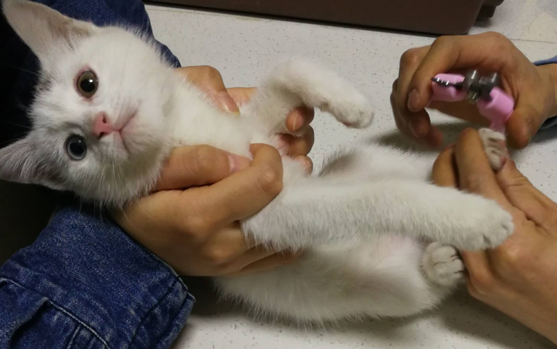 给宠物猫发什么针