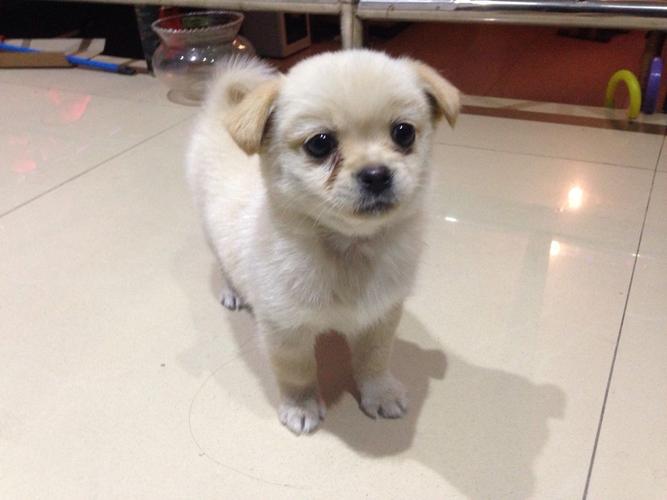 有什么小狗长不大的