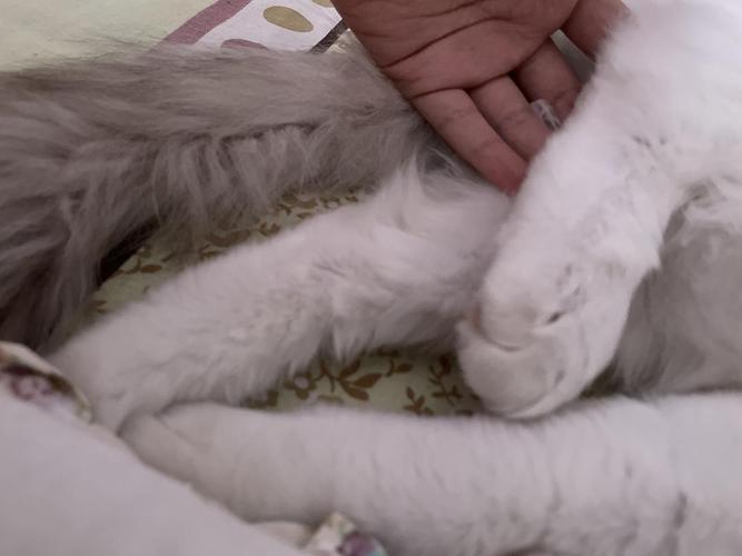 猫咪后腿摔瘸了怎么办