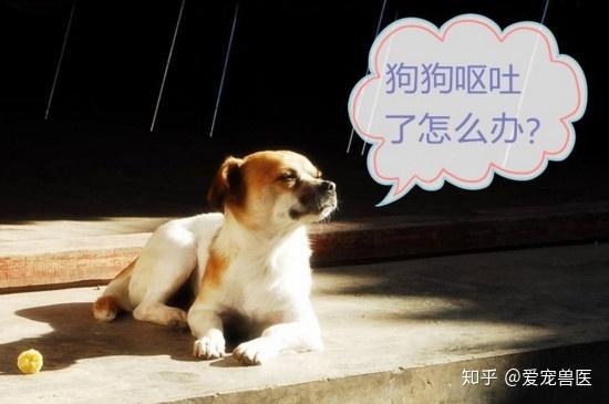 狗狗催吐后什么反应