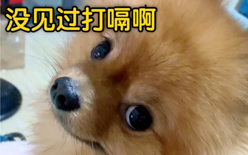 狗狗在打嗝怎么回事啊