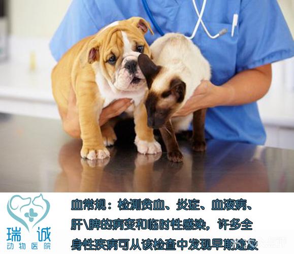 狗狗肌酐低怎么治疗方法