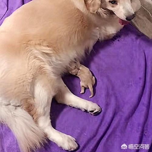 金毛什么受孕最好