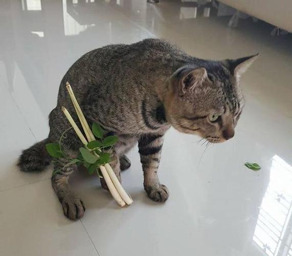 猫咪摔了一下怎么办