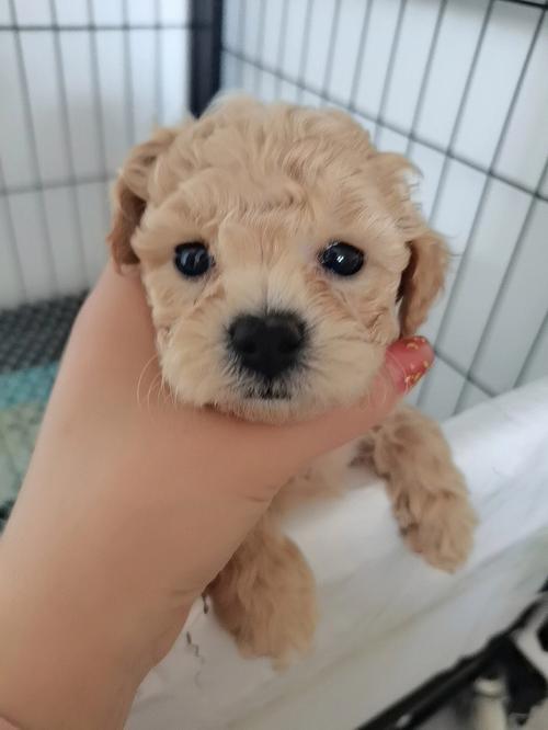泰迪生狗幼犬怎么办
