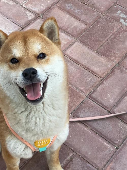 狗狗头小是怎么回事啊