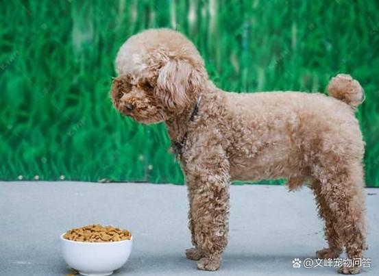 泰迪狗粮配什么喂