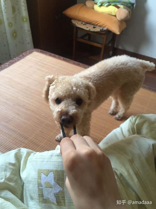 狗狗后腿骨头坏死怎么办